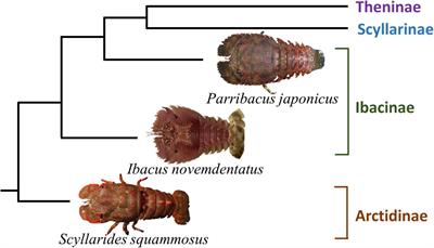 Nocturnal Eyes in Slipper Lobsters (Decapoda Scyllaridae): Physiological and Ecological Implications of Habitat Depths for Visual Traits